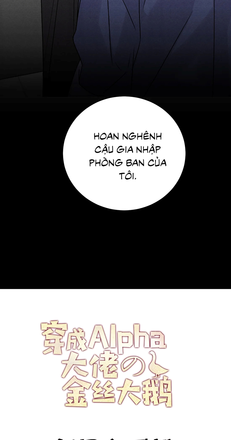 Xuyên Thành Con Ngỗng Vàng Của Đại Lão Alpha Chap 28 - Trang 2